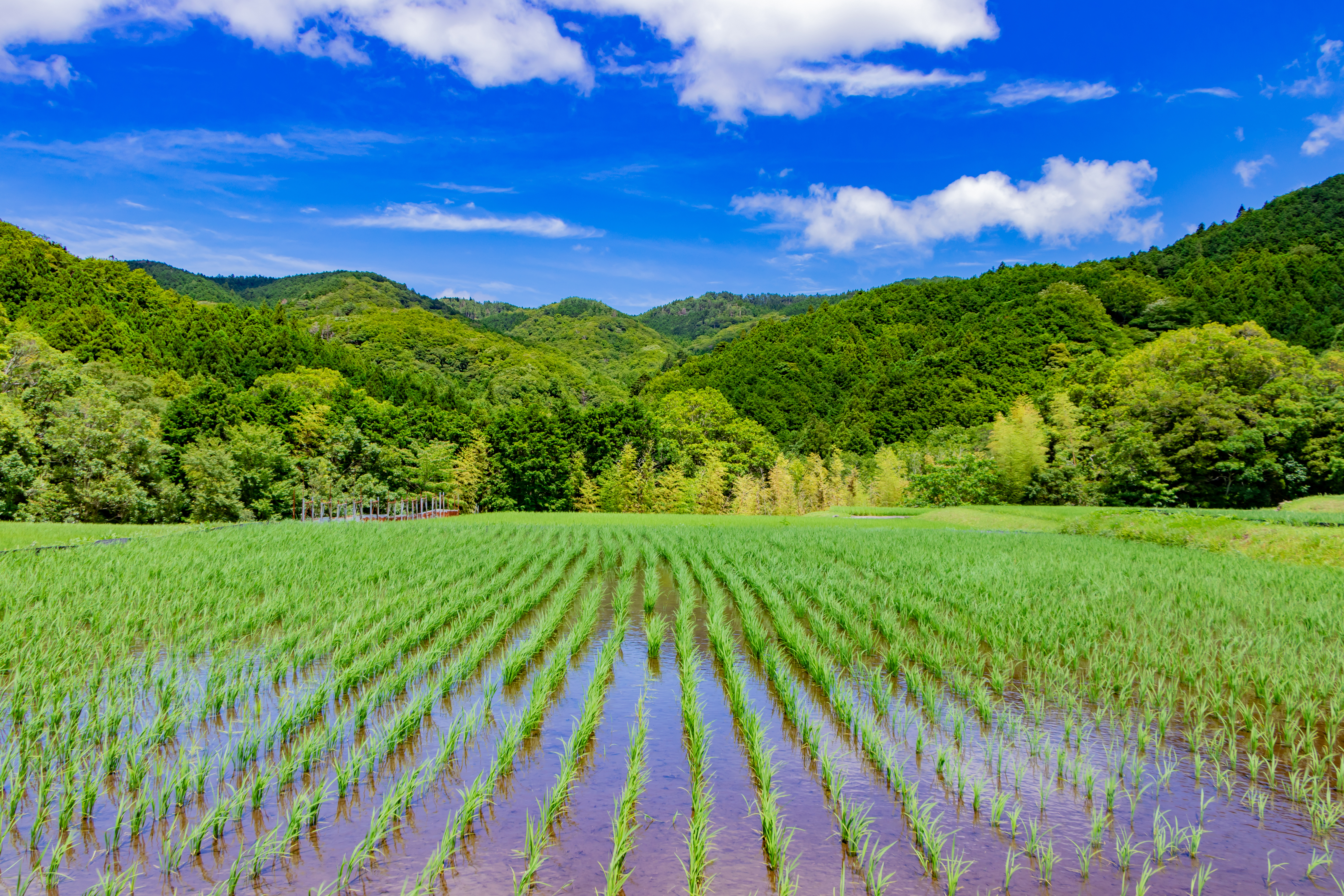 営農型太陽光発電の風景1