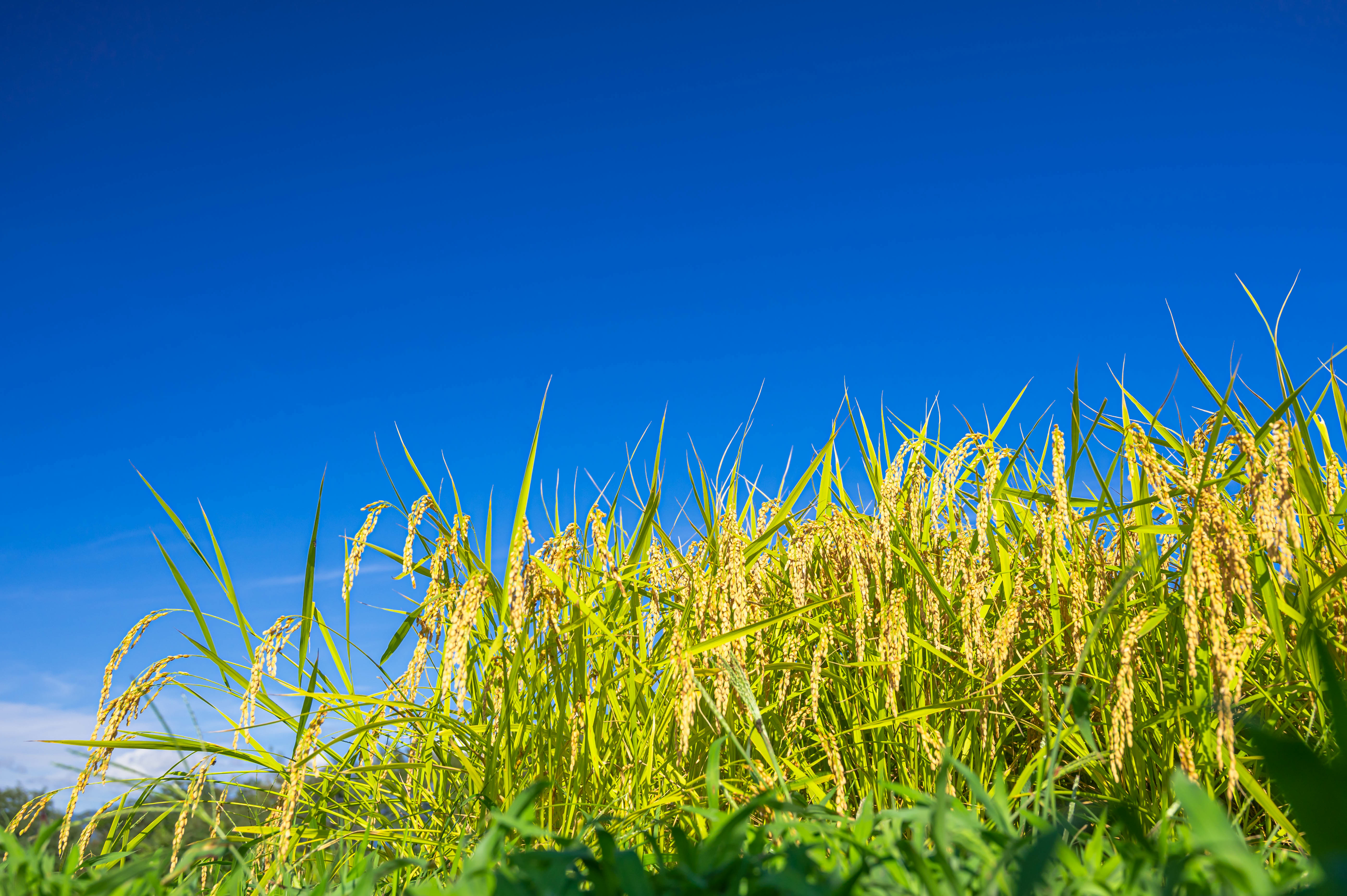 営農型太陽光発電の風景3